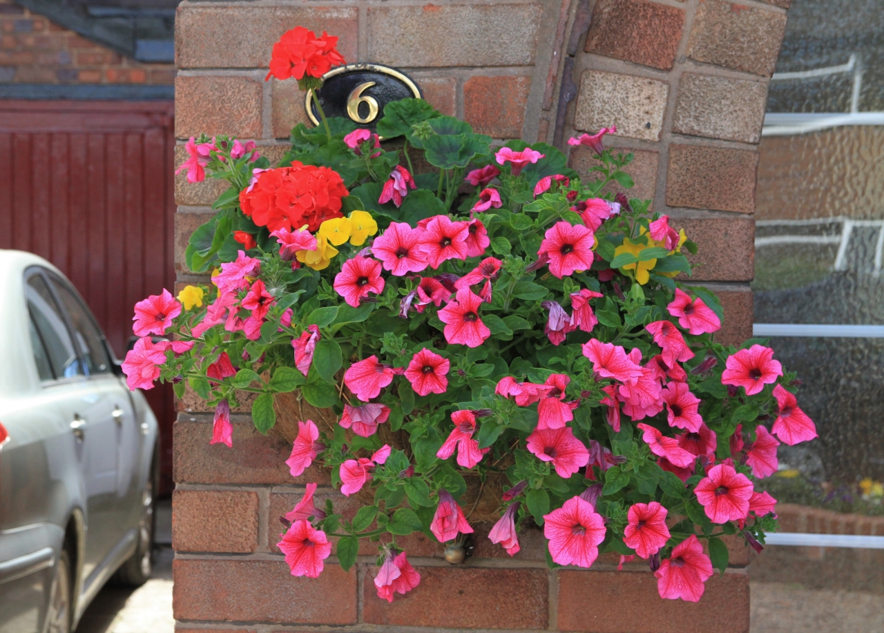 Hanging Basket Competition