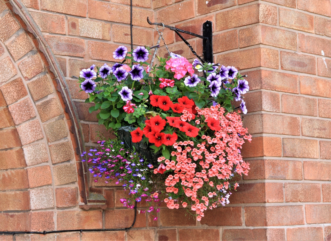 Hanging Basket Competition