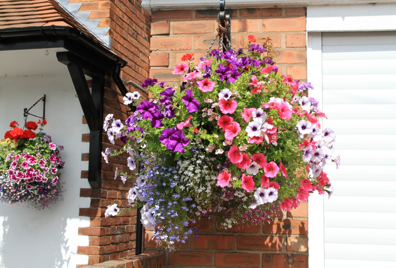Hanging Basket Competition