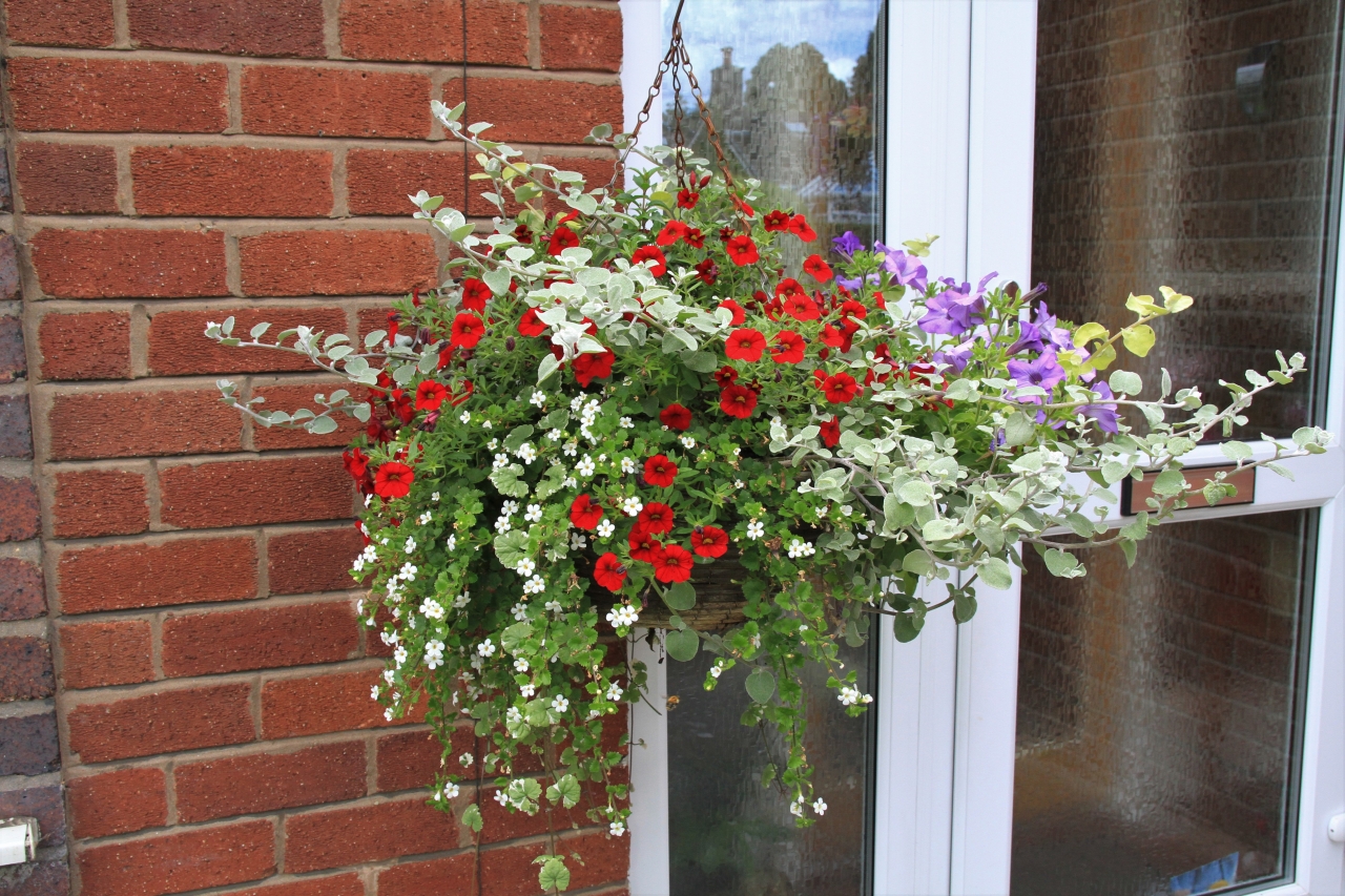 Hanging Basket Competition
