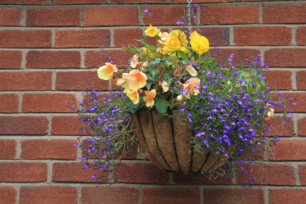 Hanging Basket Competition