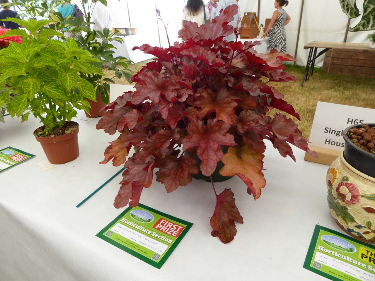Single Foliage Houseplant  - Edward Elliott