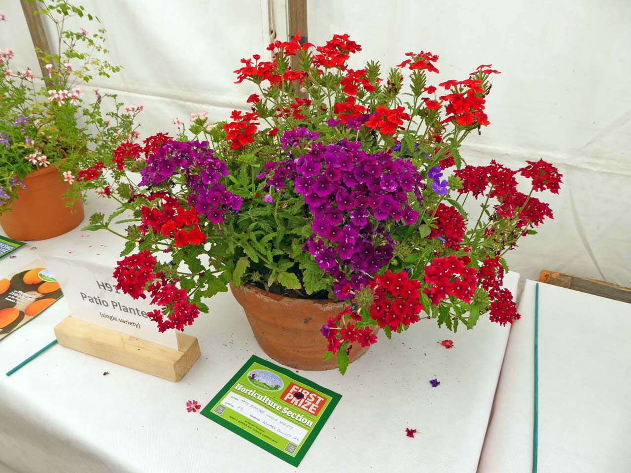 Patio Planter Single Variety- Edward Elliott