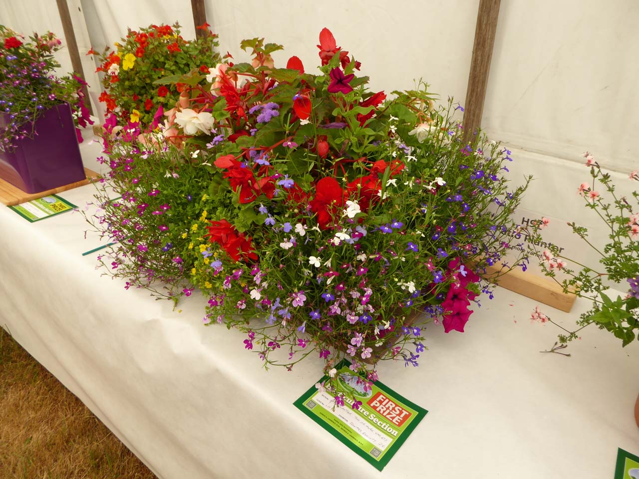 Planter Two or More Variety - Edward Elliott