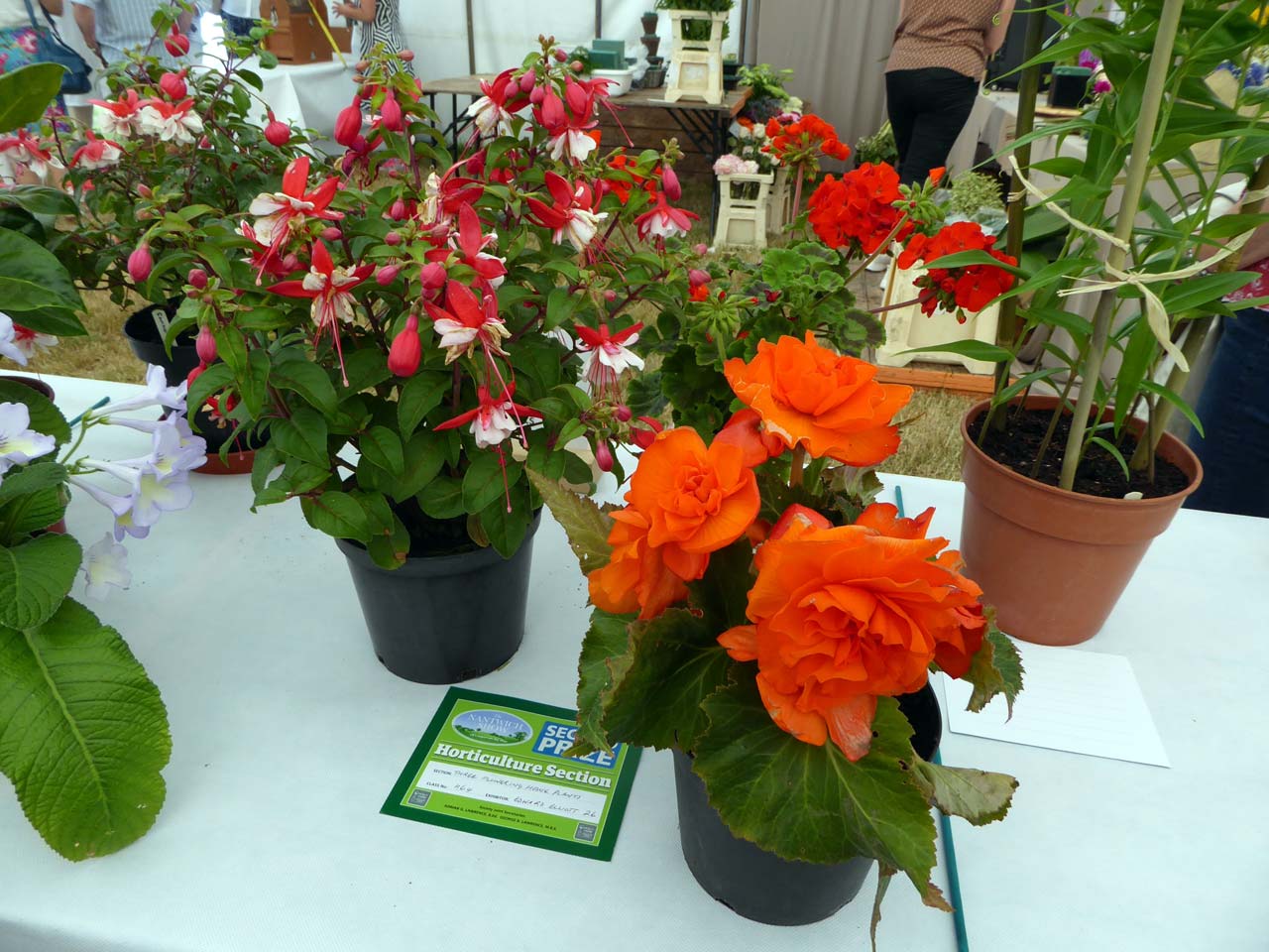 Three Flowering House Plants - Edward Elliott