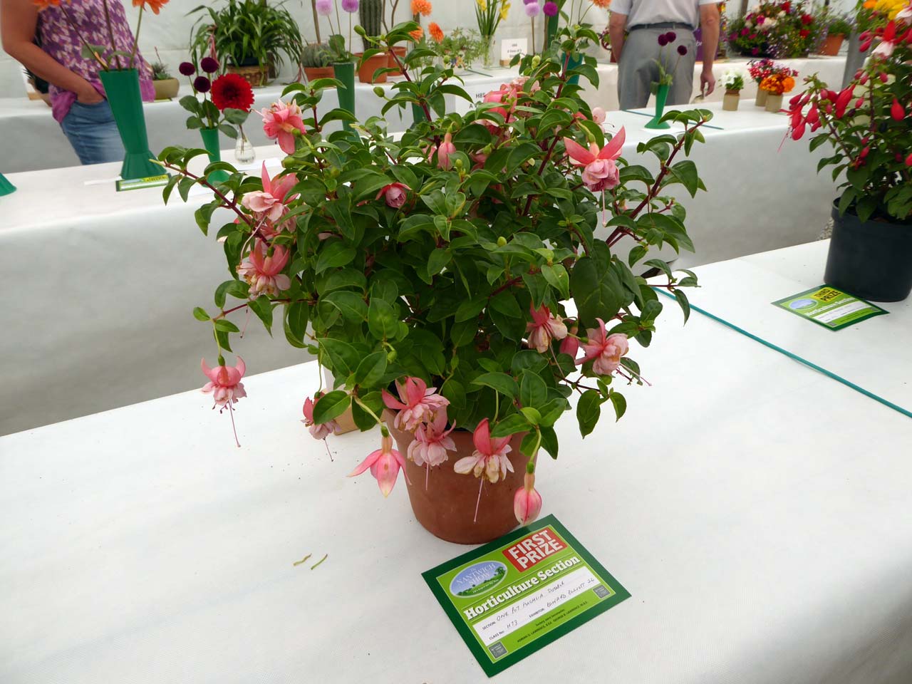 One Pot Fuschsia Doube - Edwrd Elliott