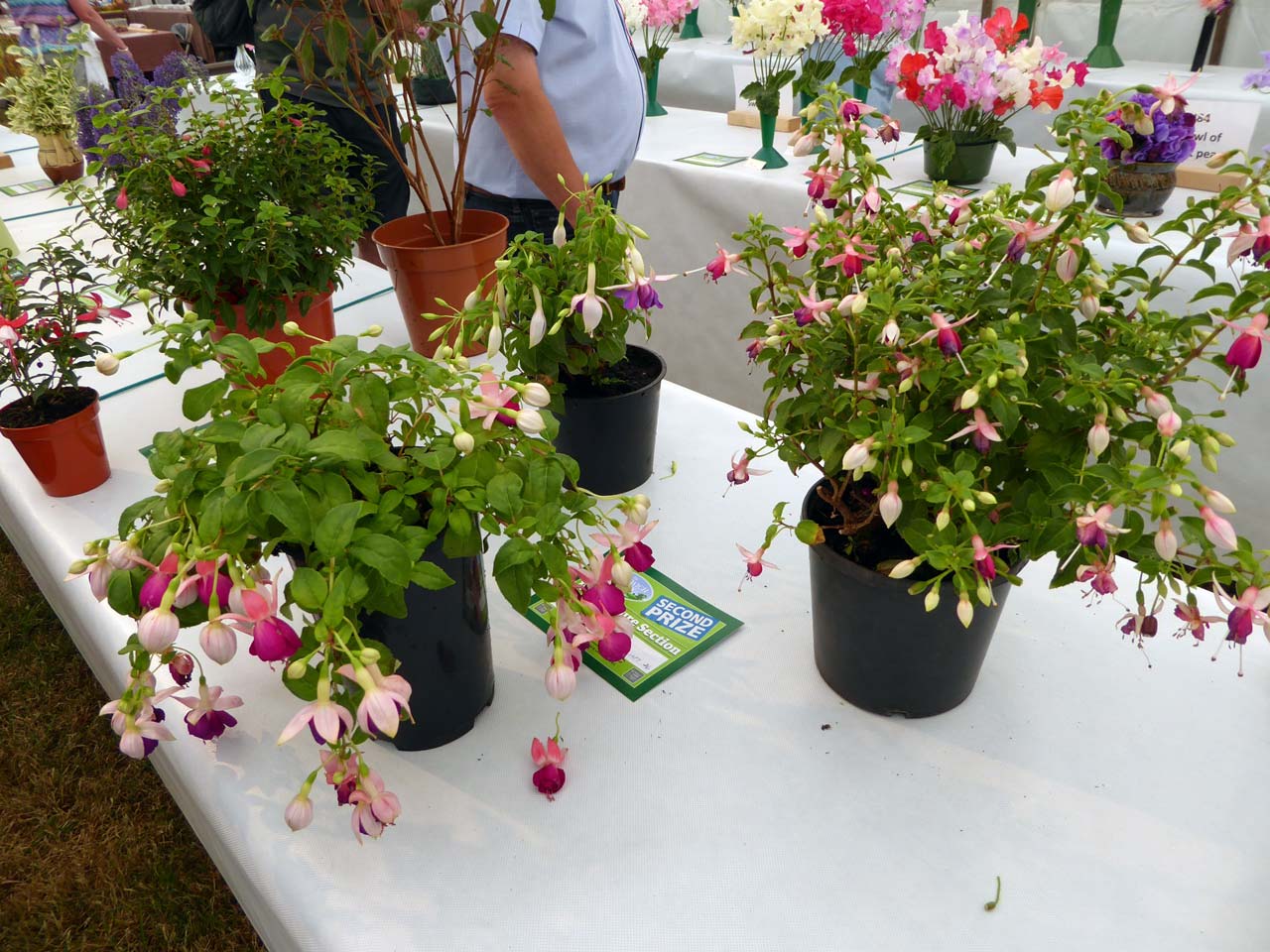 Three Fuchsias - Edward Elliott