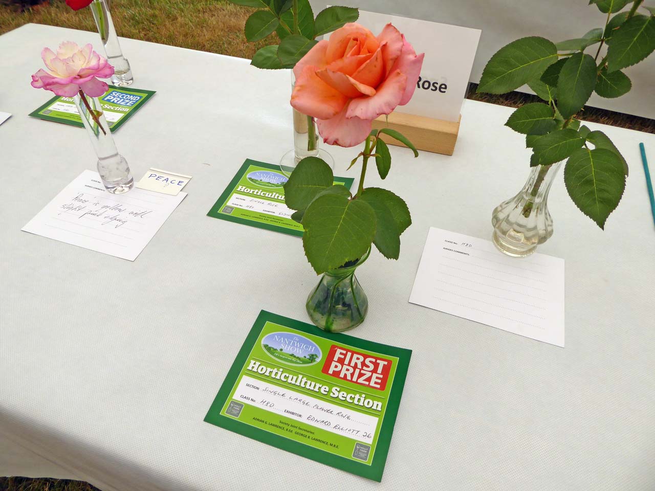 Single Large Flower Rose - Edward Elliott