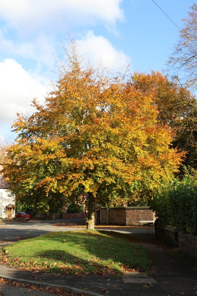 Autumn Tints  Autumn Tints