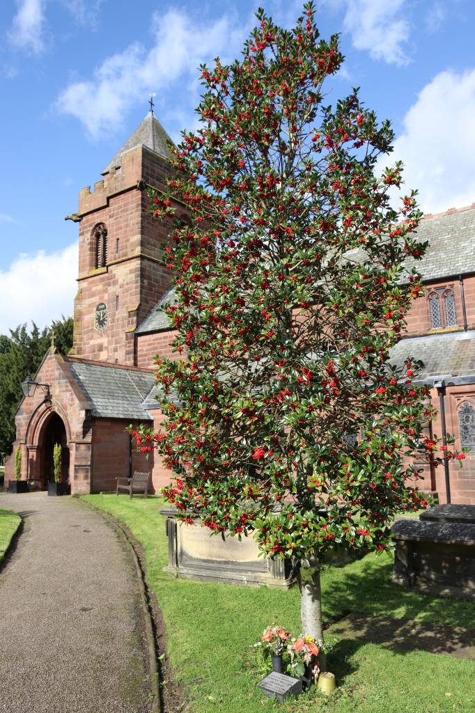 Holly Bush  Holly Bush