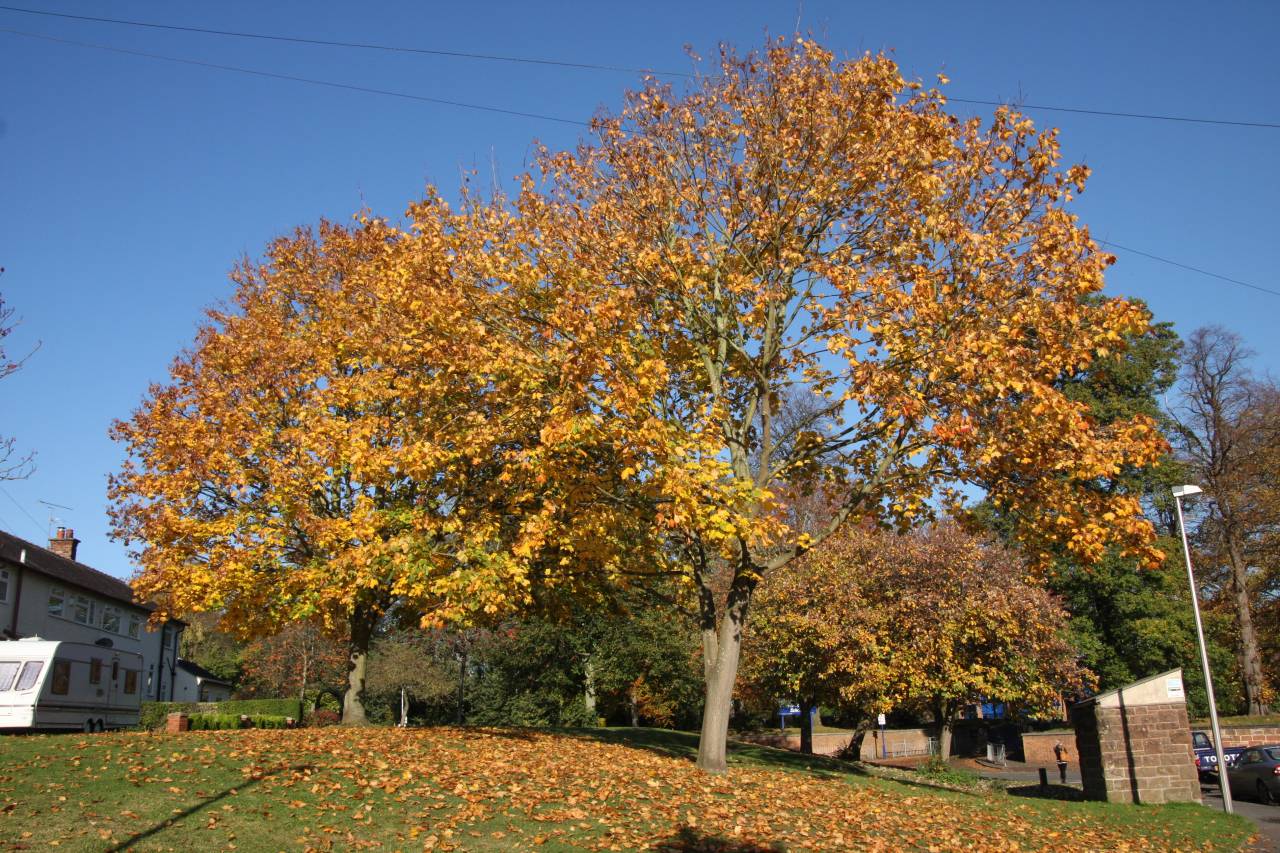 Woodfields  Woodfields