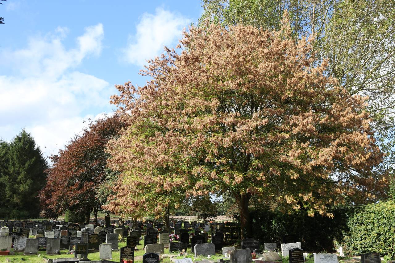 Churchyard Trees  Churchyard Trees