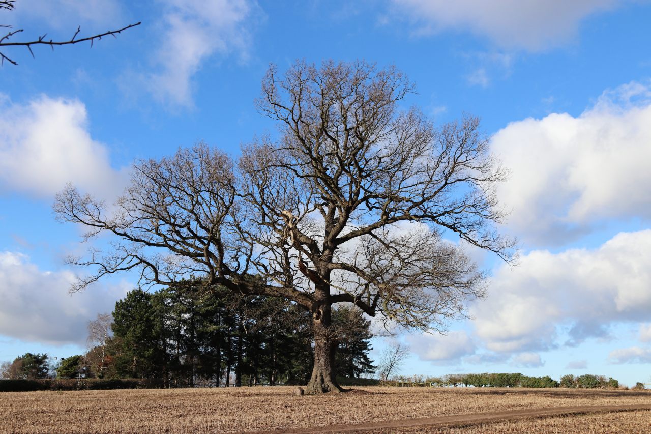 Morris Oak Christleton  Morris Oak Christleton