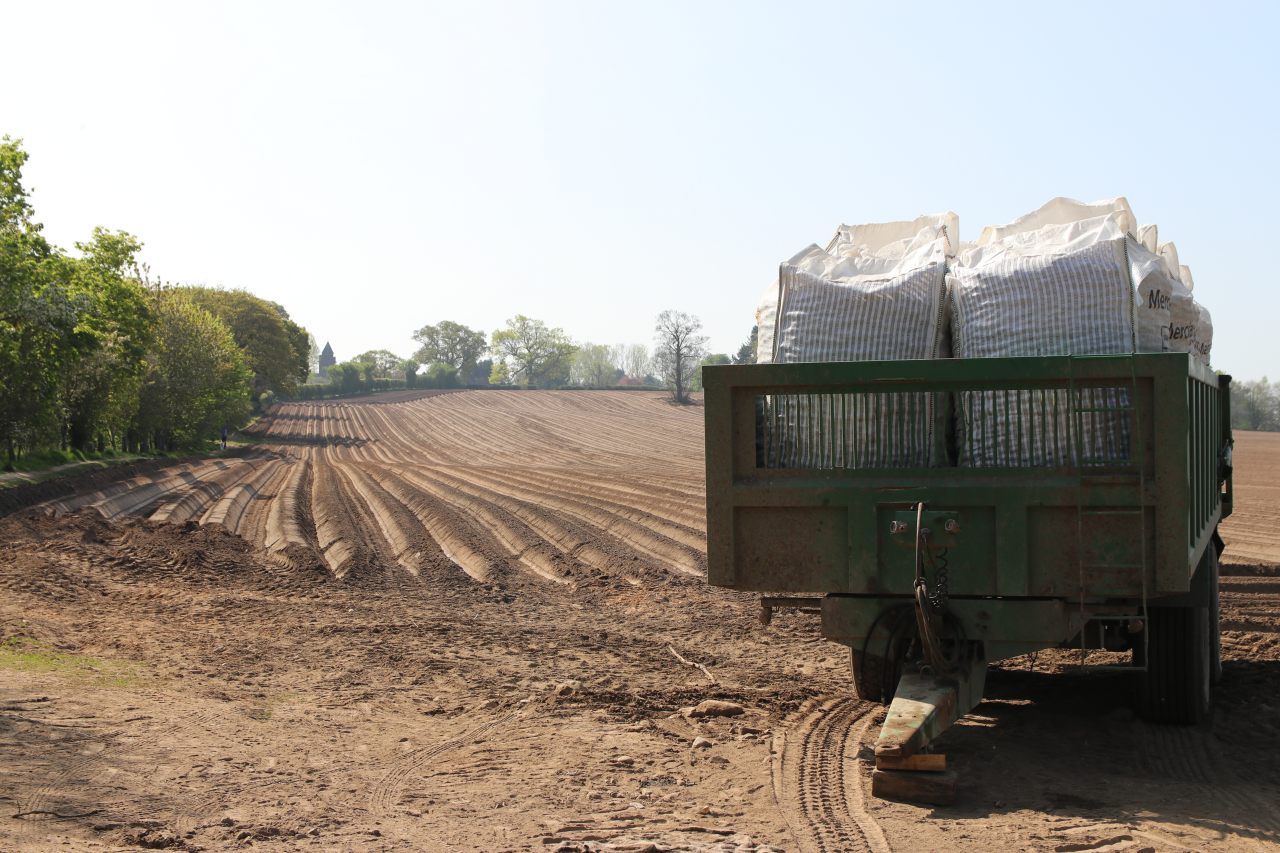 Potato Planting  Potato Planting