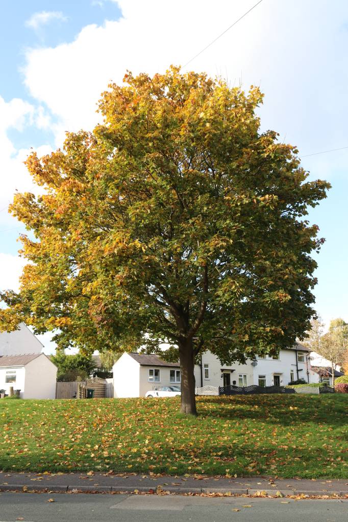 Quarry Lane  Quarry Lane