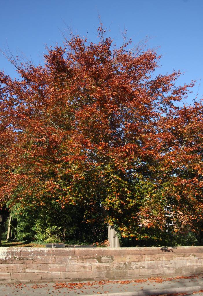 Copper Beech  Copper Beech