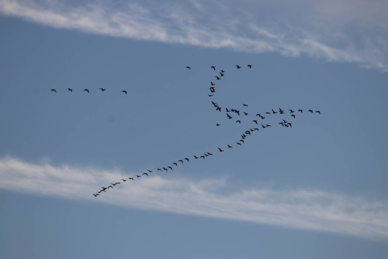 Pink Footed Geese  Pink Footed Geese