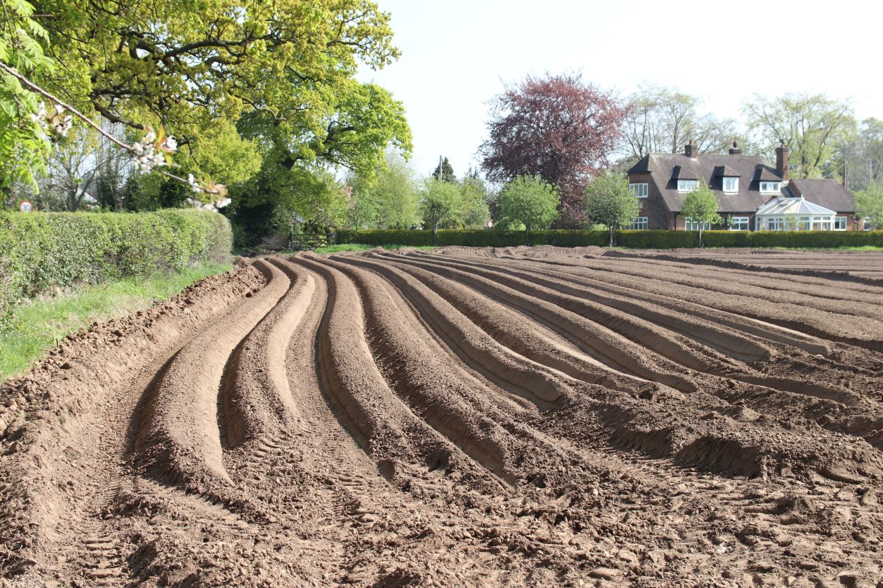 Potato Field  Potato Field