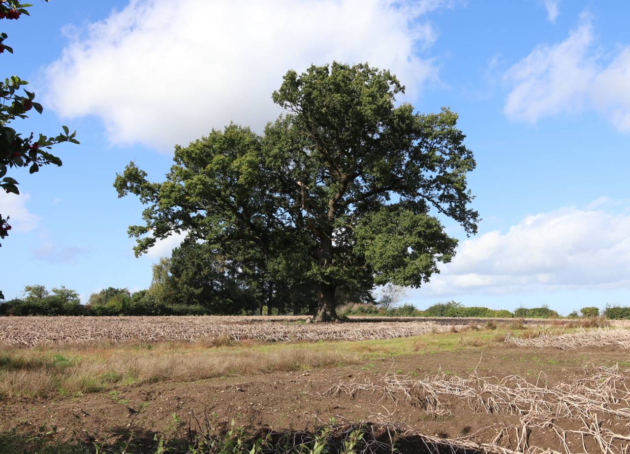 Village Oak  Village Oak