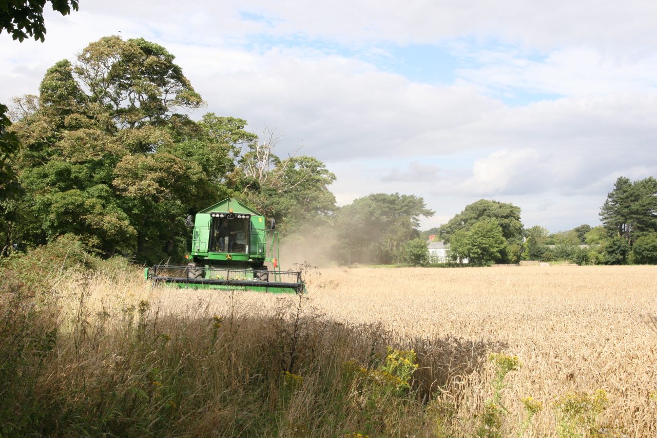 Historic view of harvesting at Little Heatch  Historic view of harvesting at Little Heatch