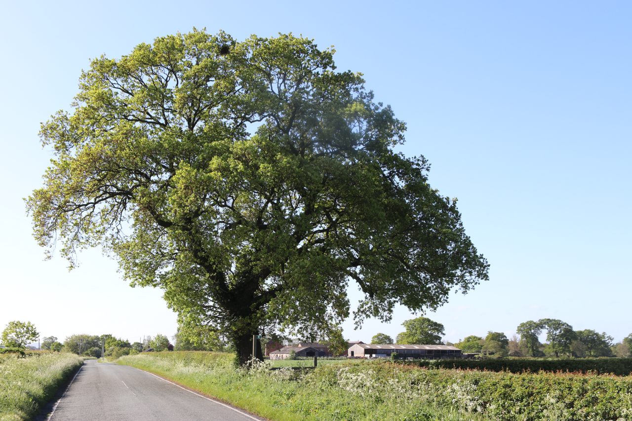 Stafmord Lane  Stafmord Lane