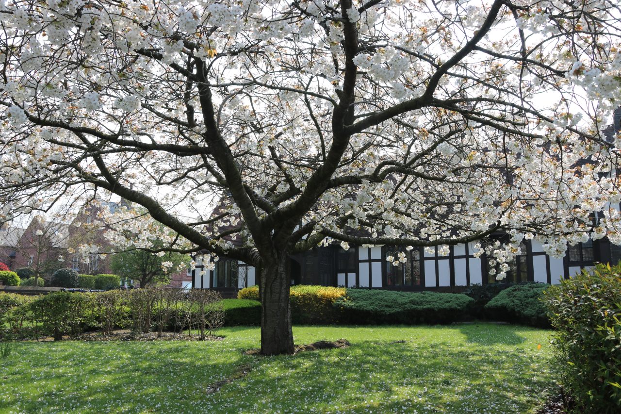 Dixons Houses  Dixons Houses