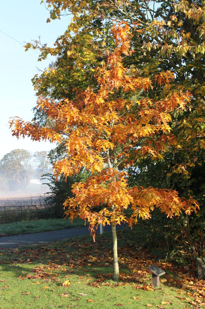 Autumn Colours  Autumn Colours