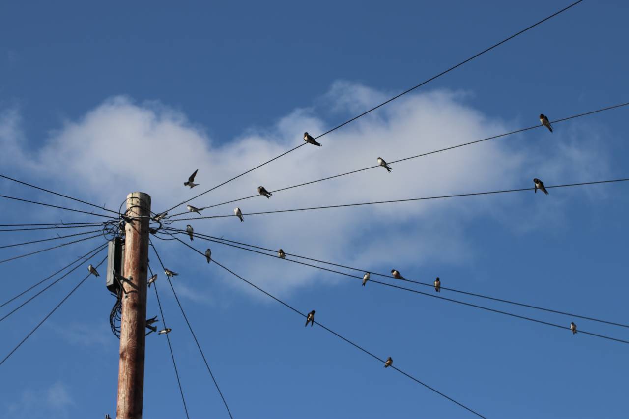 Swallows and Martins gatthering for migration 
