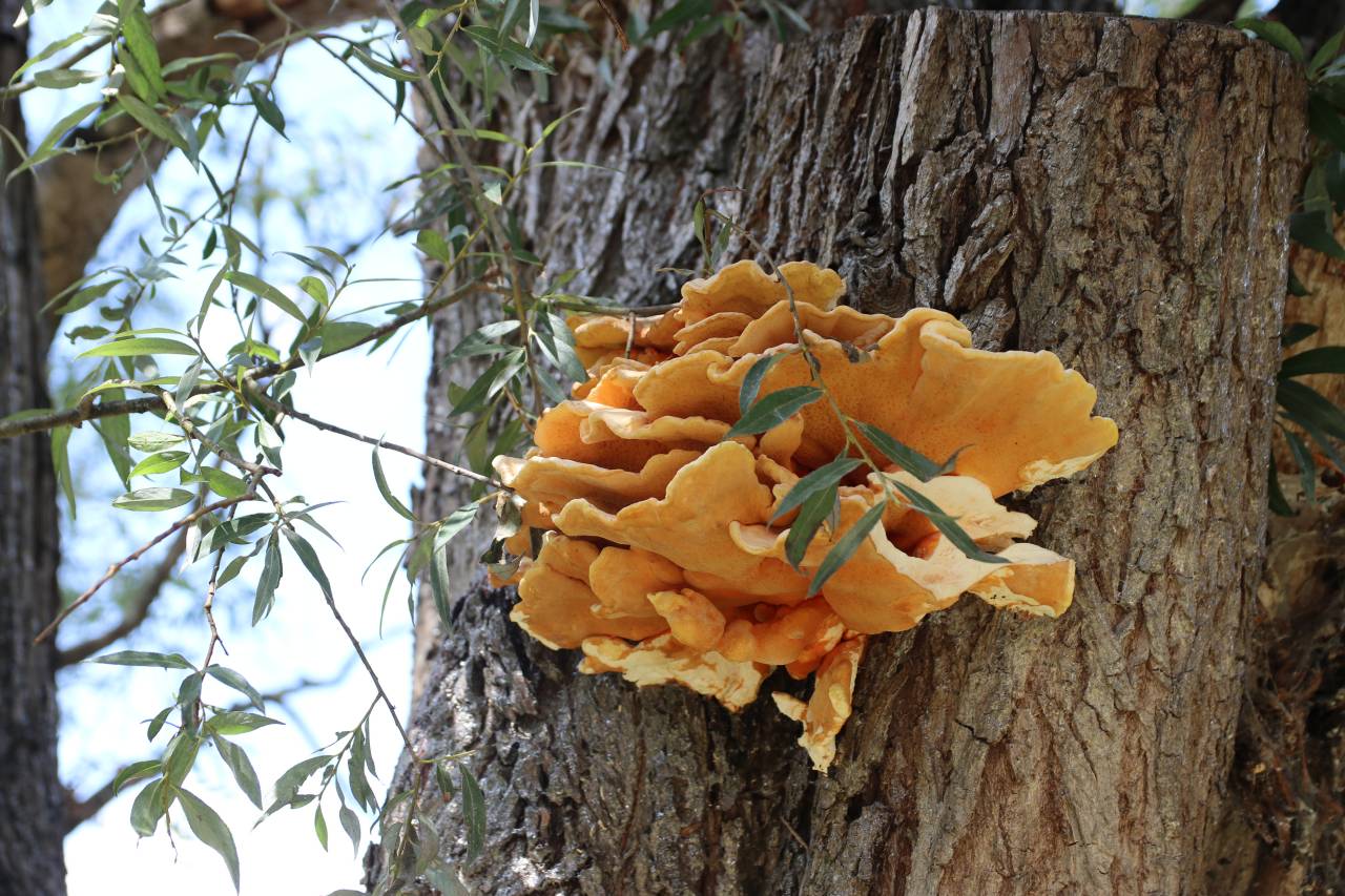  Chicken in the Wood fungus 