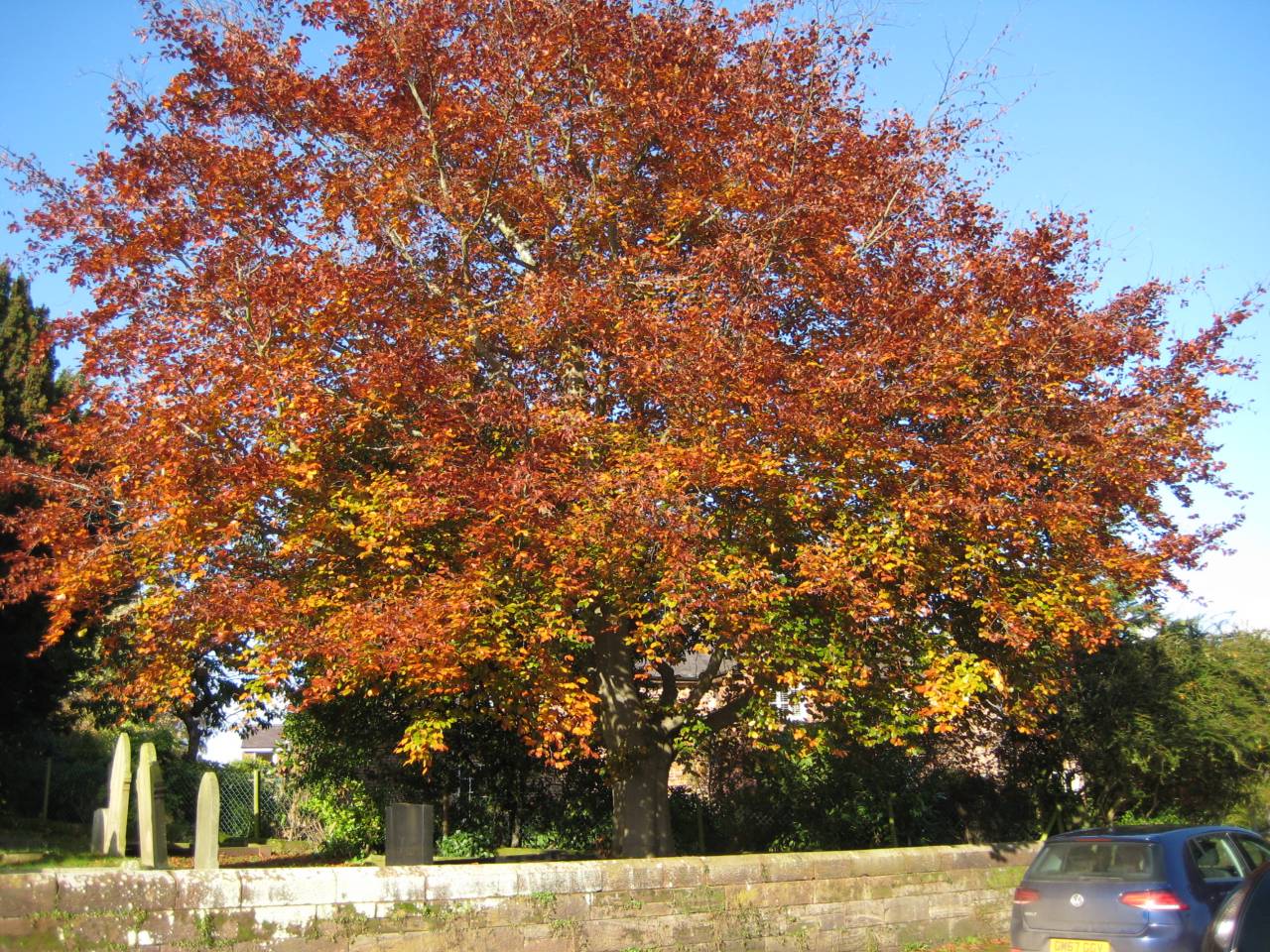  Commemorative Beech Tree in the Churchyard, Christleton 