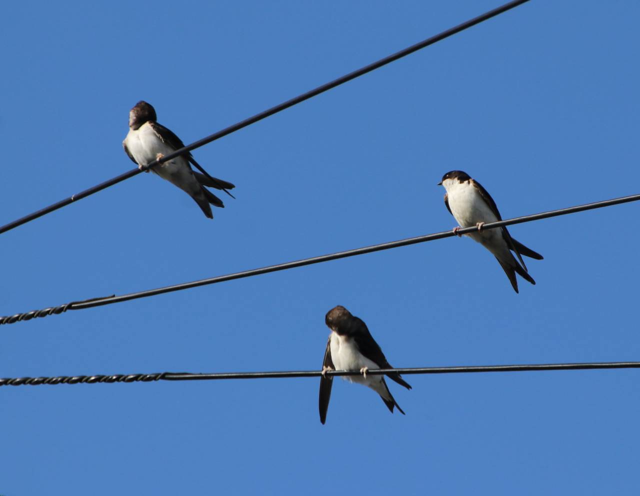  House Martins 
