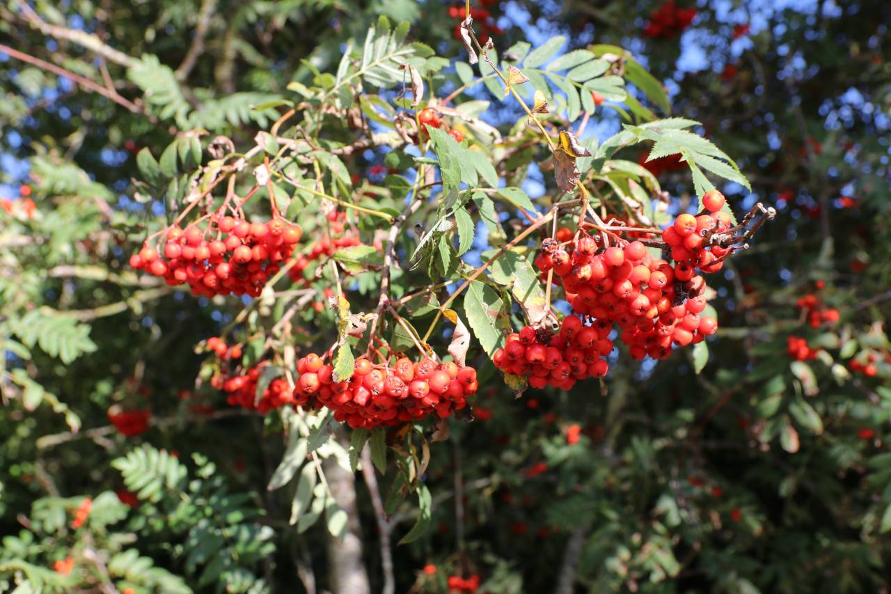  Autumn Berries 