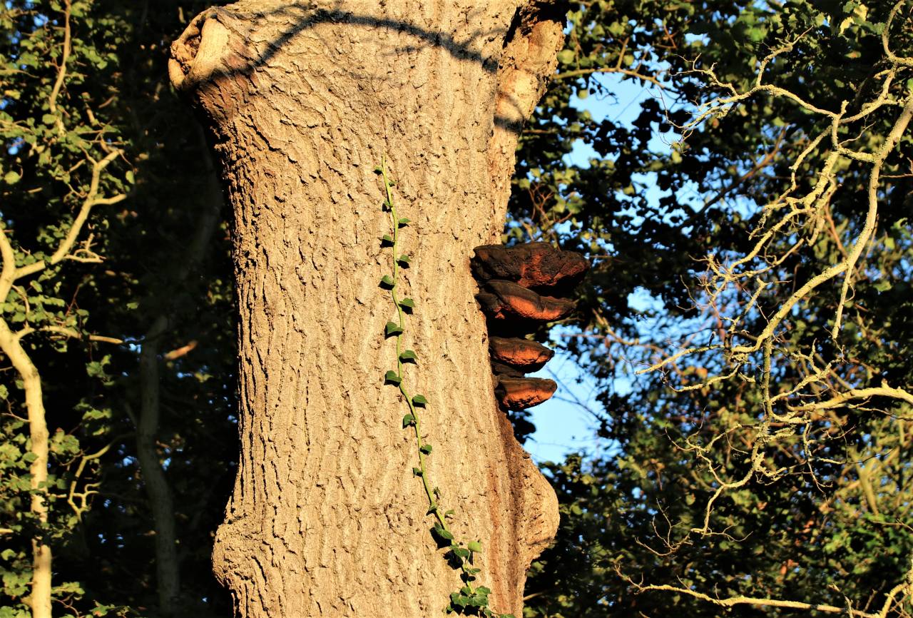  Unusual fungus on an oak tree 
