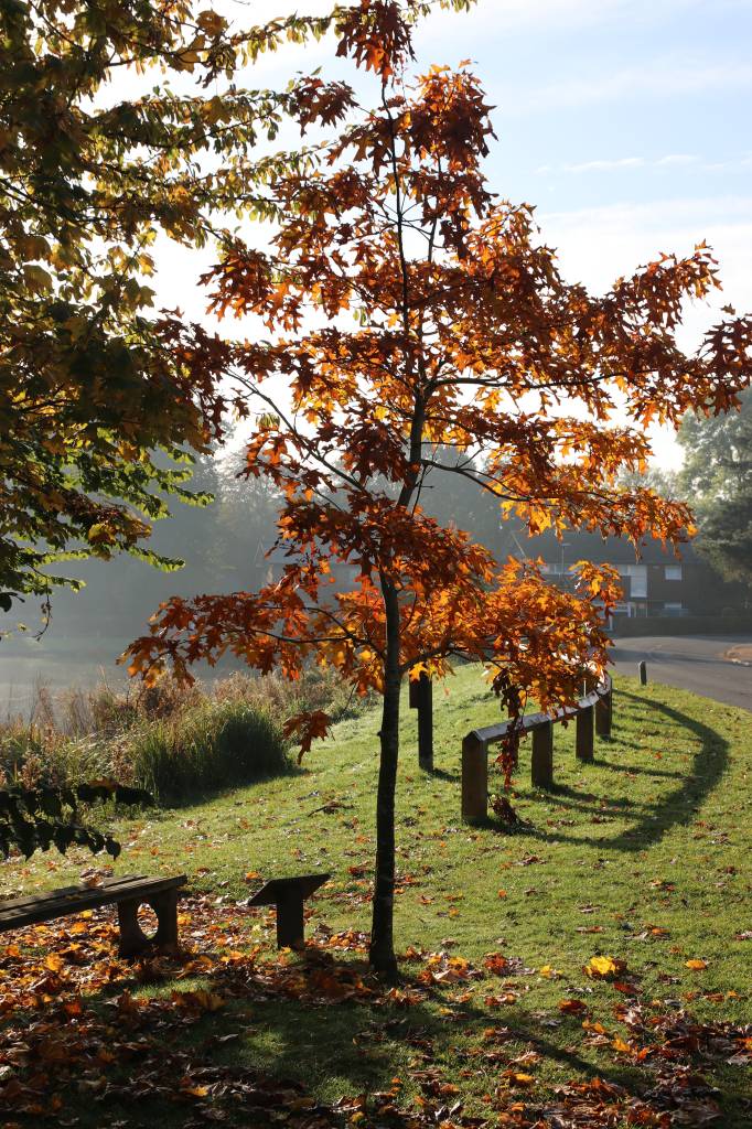  Memorial tree to Phil Heywood in Christleton 