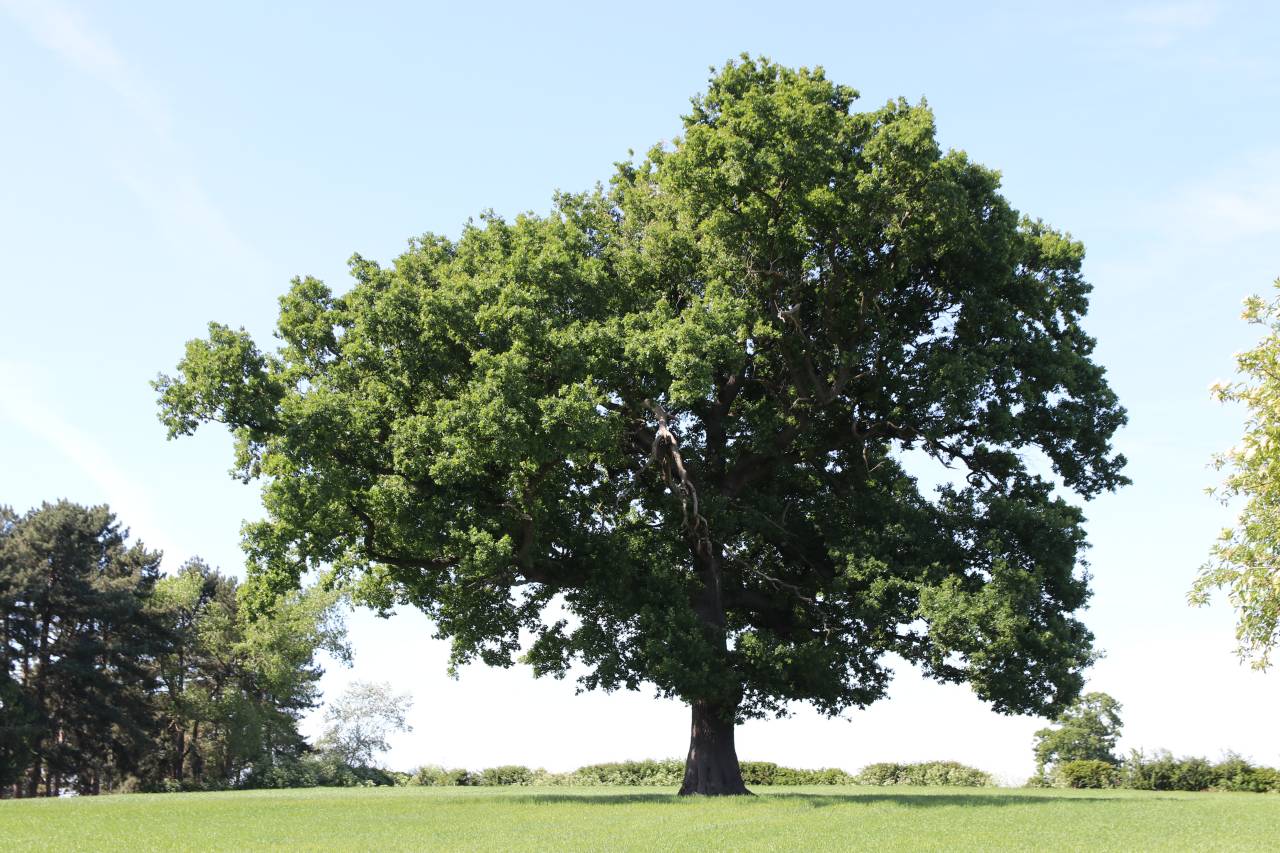  Morris Oak, Christleton 