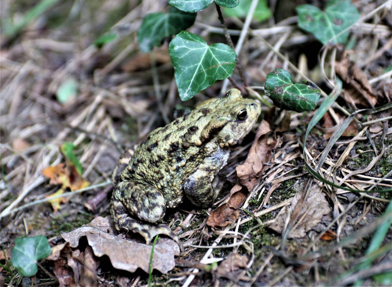  Young Toad 