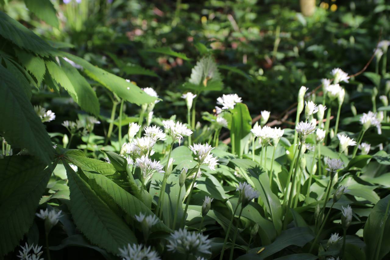 Wild Garlic 