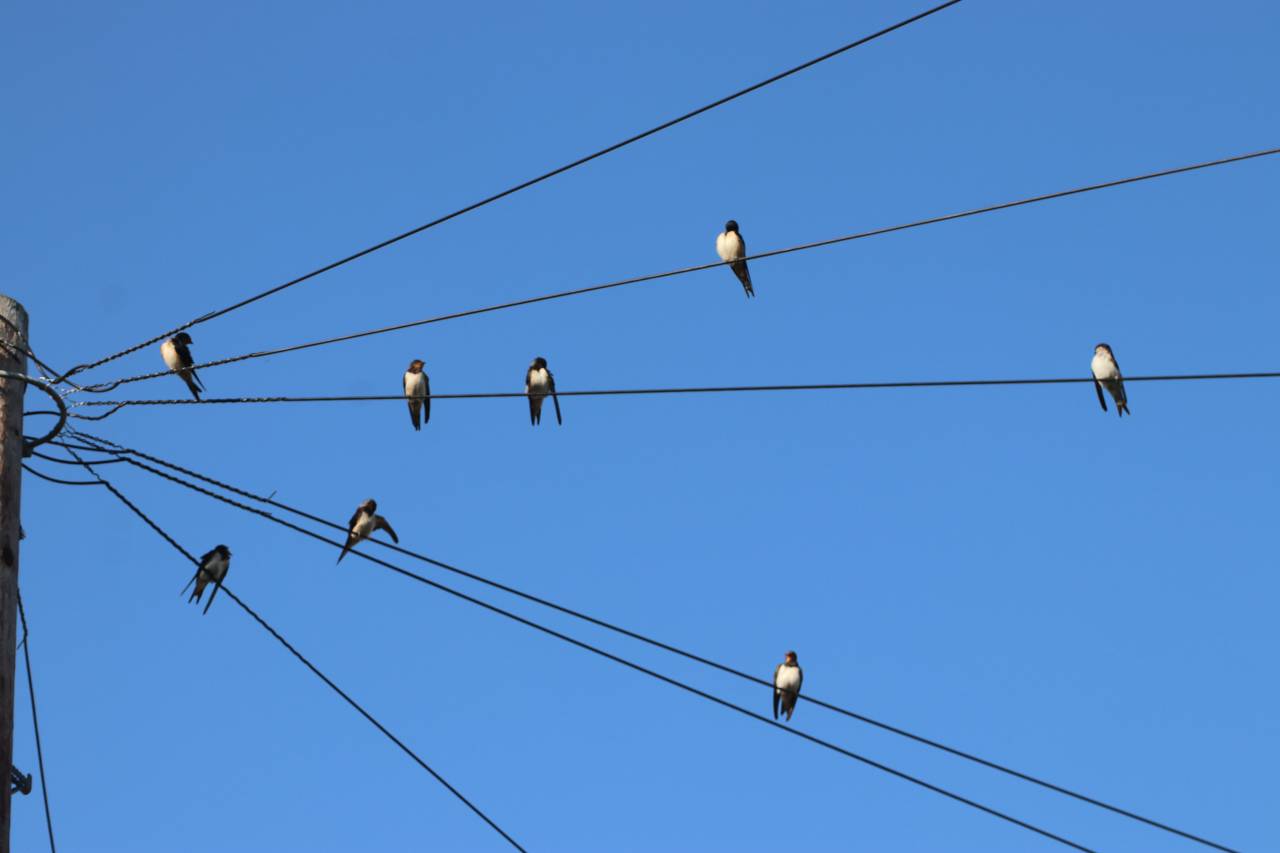  The Last Swallows of Summer 