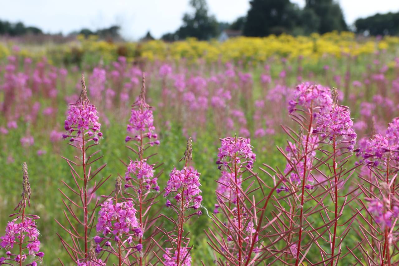  Wildflower Meadow at Rowton 