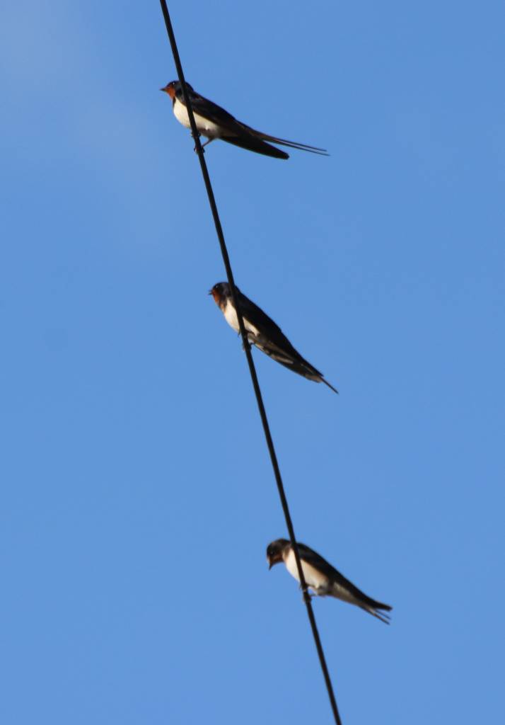  Swallows 