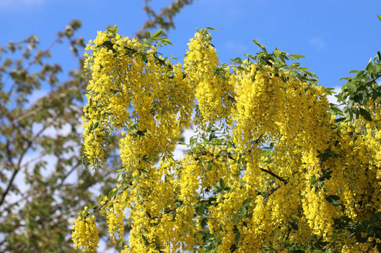  Laburnum 
