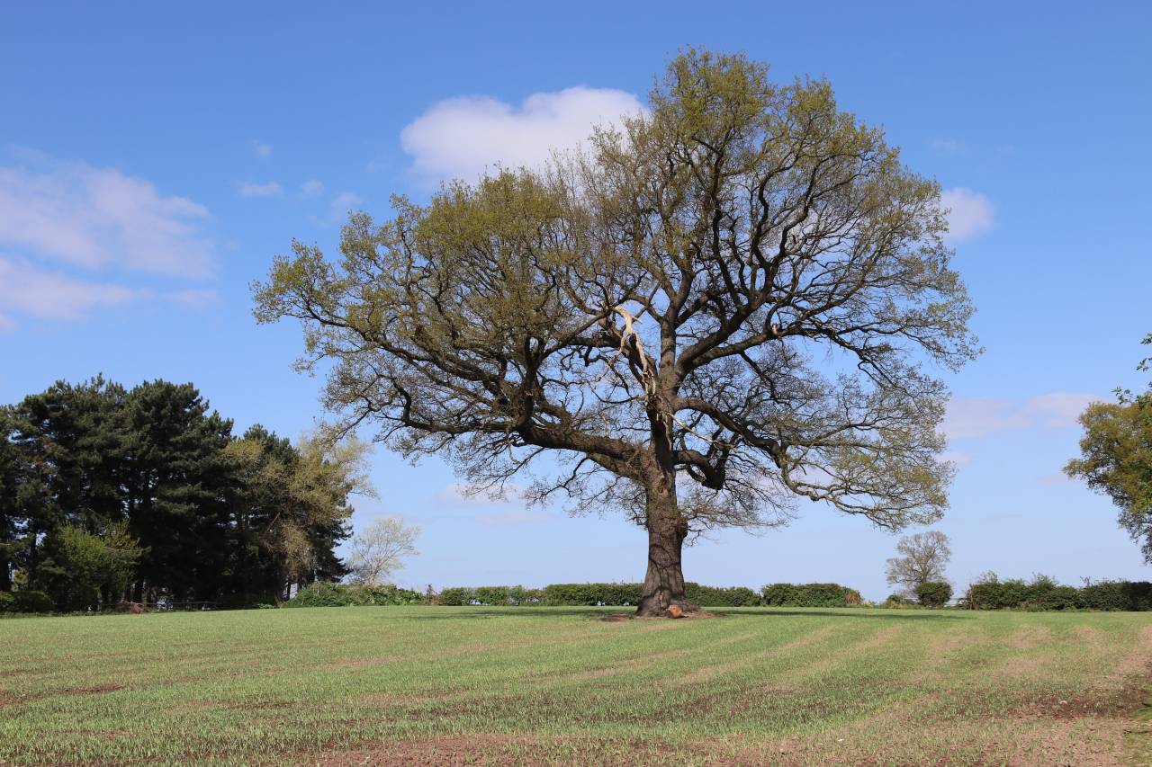  Morris Oak, Christleton 