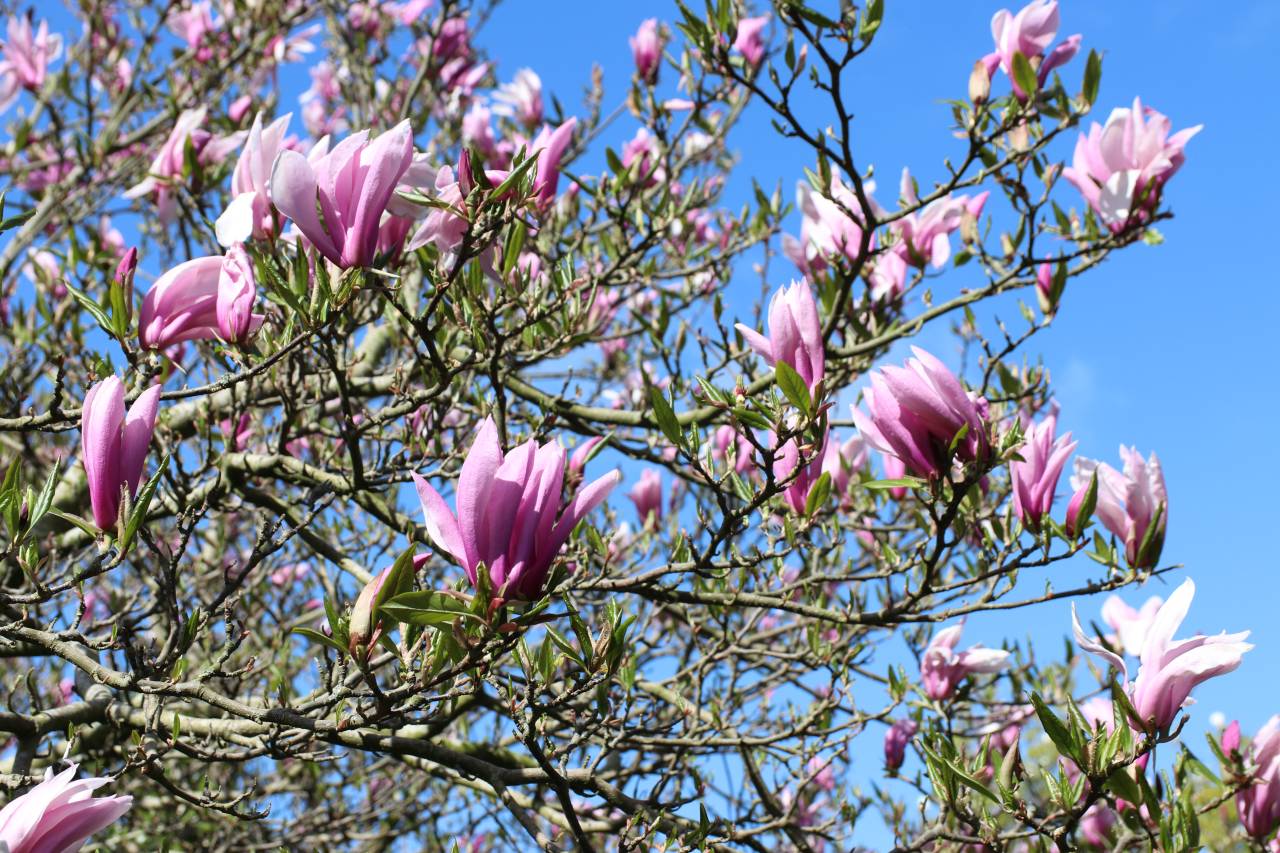  Magnolia 