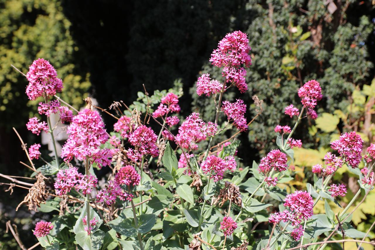  Red Valerian 
