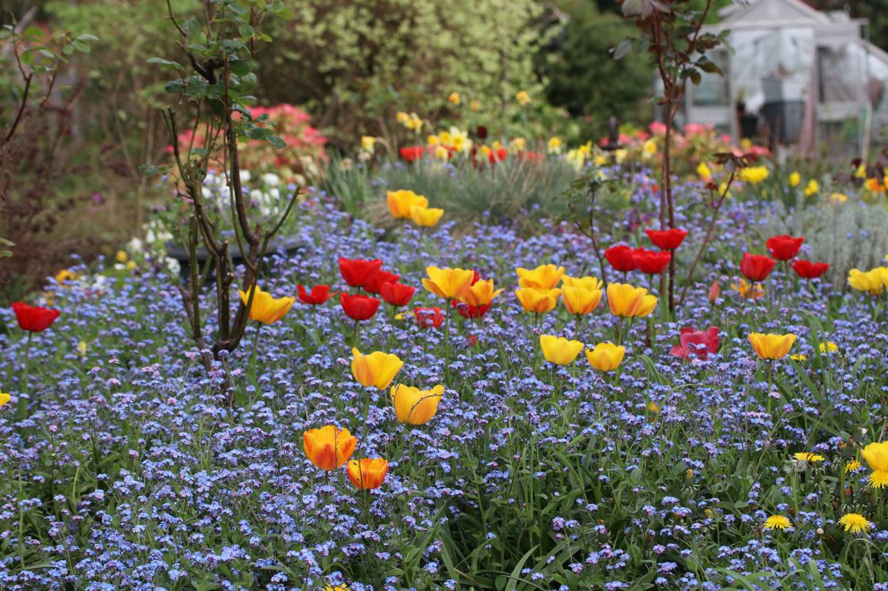  Forget-Me-Nots and Tulips 