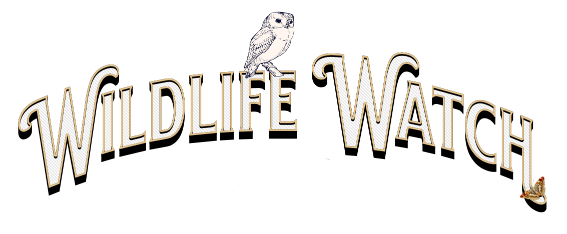 Wildlife Watch