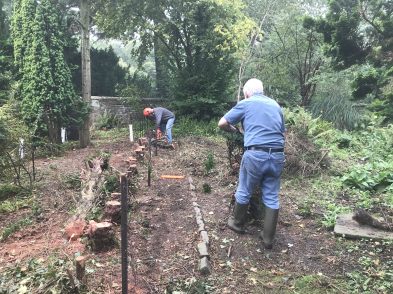 Cutting the old yew hedge down