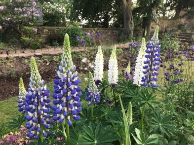 Lupins