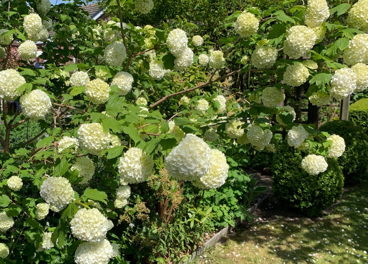 Viburnum  Viburnum