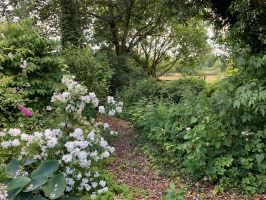 Woodland walk